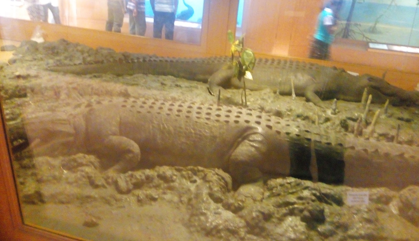 Giant crocodiles