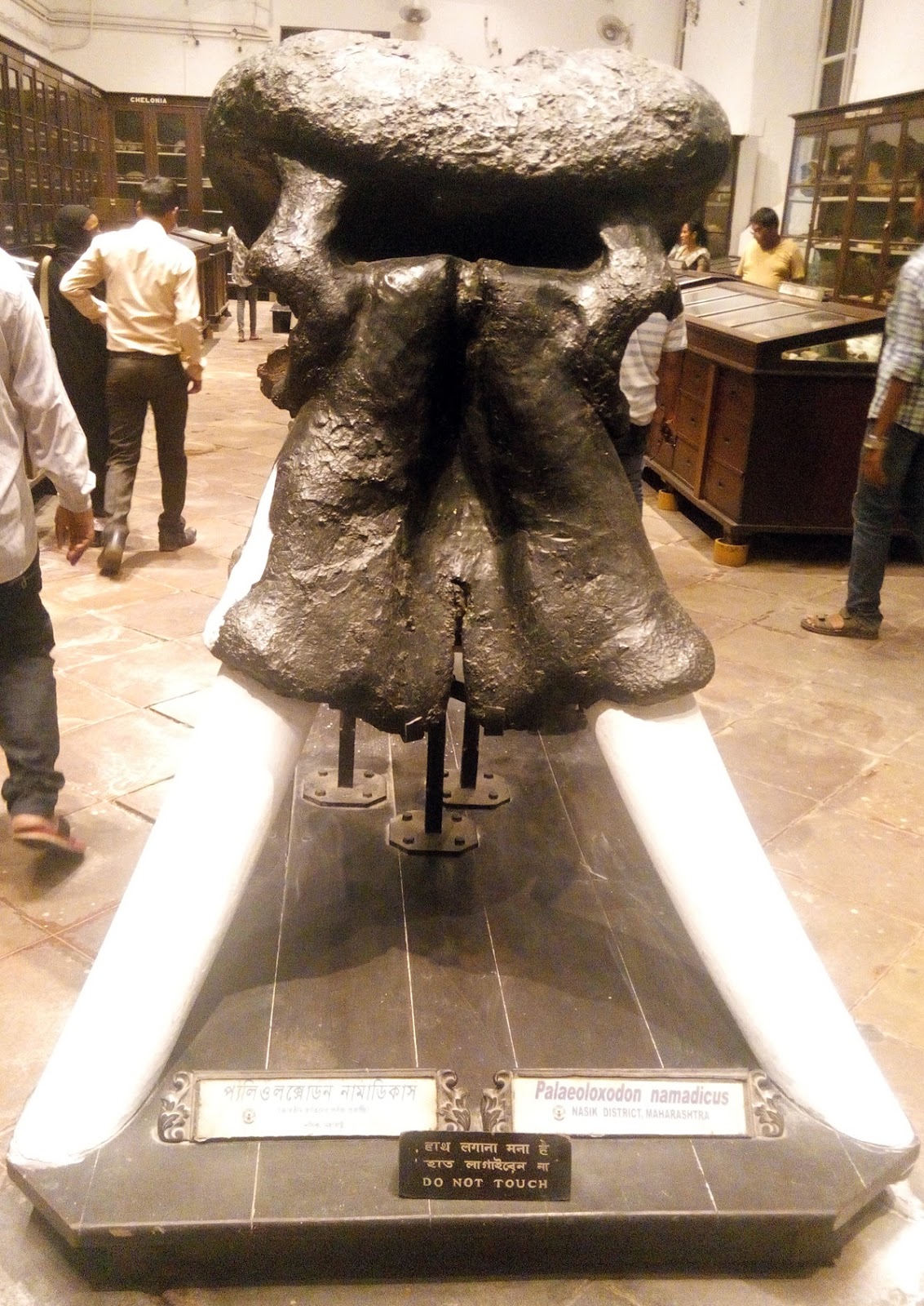 Palaeoloxodon namadicus